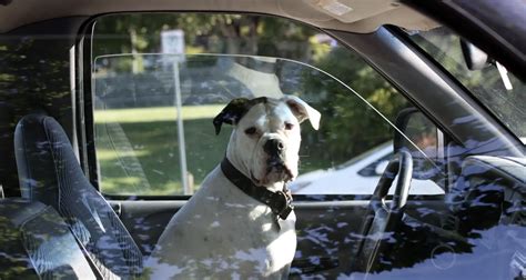 man allegedly   switch seats  dog  avoid dui