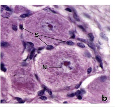 Dorsal Root Ganglion Cells Diagram Quizlet