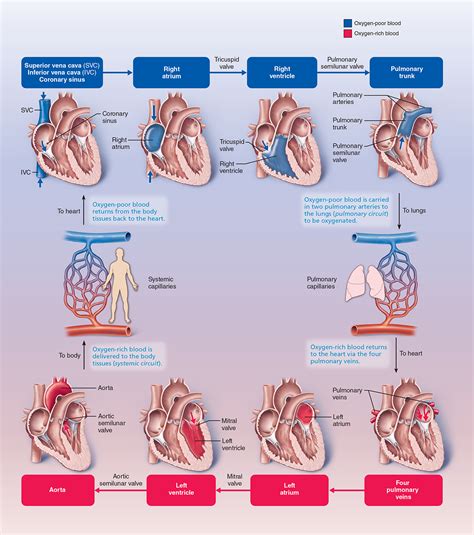 Heart Diagram And Blood Flow Directions Fun Ways I Teach Flo