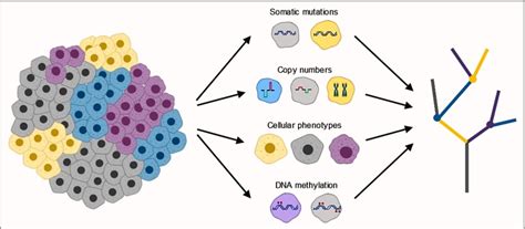 Multiple Layers Of Intratumor Heterogeneity Clues To Clonal Evolution