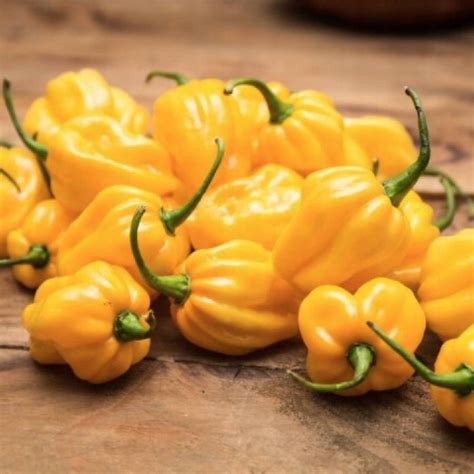 Papryka Ostra Habanero Yellow 0 2g Sadowniczy Pl