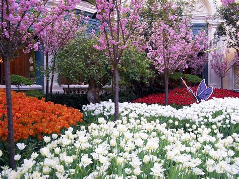 flower garden  stock photo freeimages