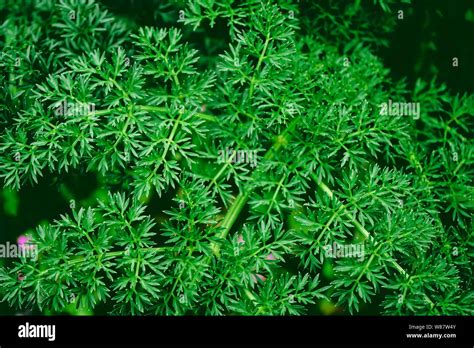 Dark green leaves organic texture Stock Photo - Alamy