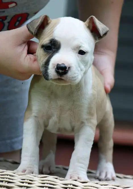 American Staffordshire Terrier puppies for sale.