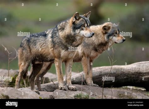 European Wolf Two Gray Wolves Canis Lupus Standing On A Rock Captive