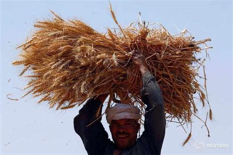 الهيئة العامة للسلع التموينية في مصر تشتري 180 ألف طن من القمح مصرنا