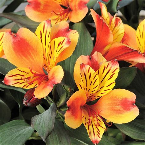 Alstroemeria Summer Paradise Collection Indian Summer Proctors Nursery