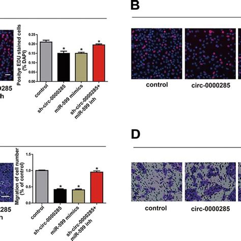 Circ 0000285 Mirna 599 Regulatory Loop In The Development Of