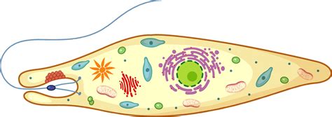 Euglena Diagram