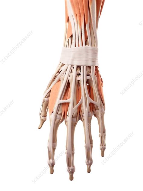 Human hand muscles - Stock Image - F015/7931 - Science Photo Library