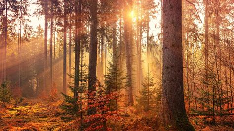 Consejos para disfrutar del otoño en los bosques Traveler