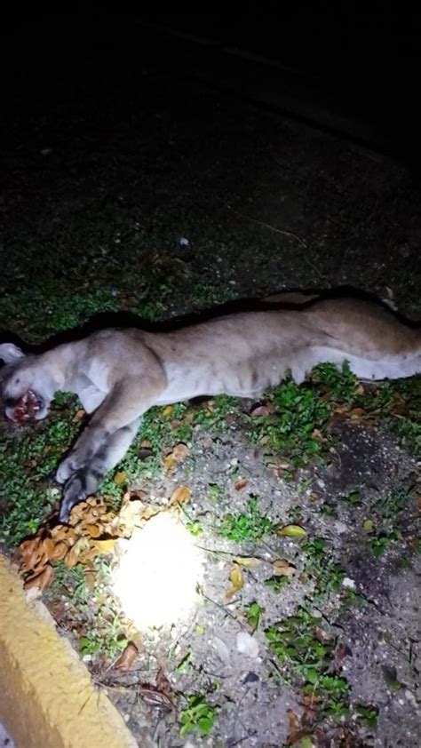 Atropellan A Puma En El Tramo Carretero Playa Del Carmen A Tulum