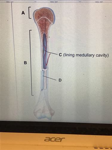 Anatomy Exam 1 Kahoot Flashcards Quizlet