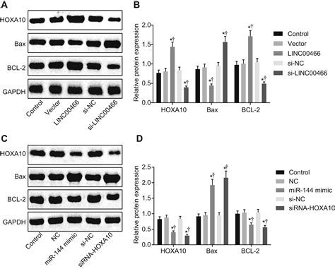 Tumor Promoting Activity Of Long Noncoding RNA LINC00466 In Lung