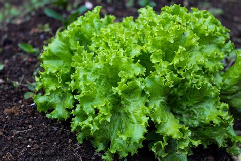 Green Ice Lettuce Seeds Organic Lettuce Seeds Leaf Lettuce - Etsy