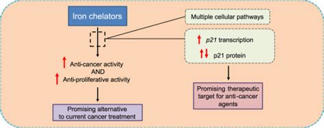 消除细胞周期蛋白依赖性激酶抑制剂p21在癌症中的作用：靶向p21表达和活性的新型铁螯合剂。free Radical Biology And