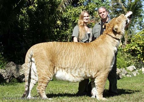 O Maior Felino Do Mundo Liger Hércules Gigantes Do Mundo