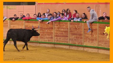 Arnedo La Rioja Matinal Vacas En Plaza Domingo Marzo Ganad