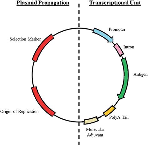 Designed Plasmid Vector