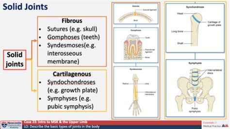 Case Launch Intro To Msk Flashcards Quizlet