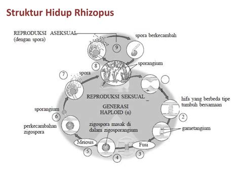 Biologi Gonzaga Pembelajaran Biologi Kelas X Protista Fungi