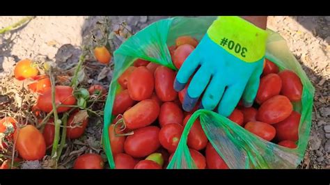 Який урожай томат П'єтра Росса від HM Clause, 17.08.2022 в монокультурі ...