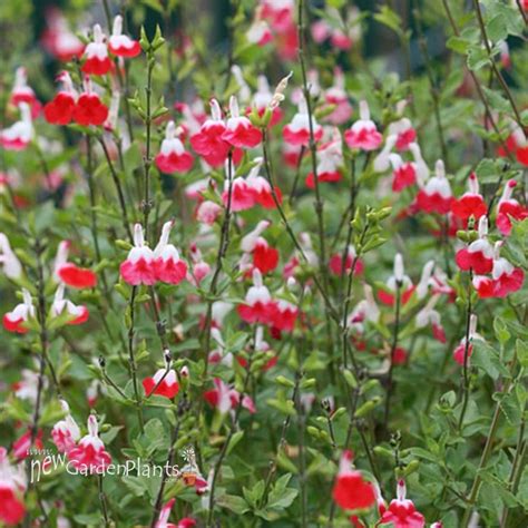 Salvia Hot Lips New Garden Plants