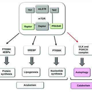 Cellular Processes MTORC1 Mediated MTORC1 Play A Central Role In