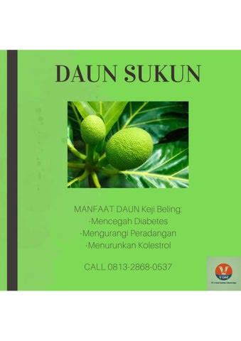 Higenis Call Pusat Budidaya Herbal Daun Sukun Lipi