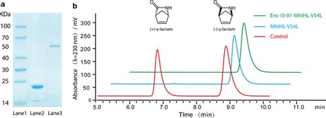 Preparation Of Free And Encapsulated γ Lactamases And Their Download Scientific Diagram