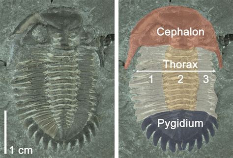 Trilobites — Museum Of The Earth