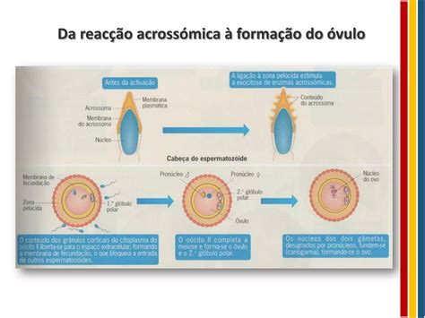 Fecundação Desenvolvimento Embrionário E Parto Ppt