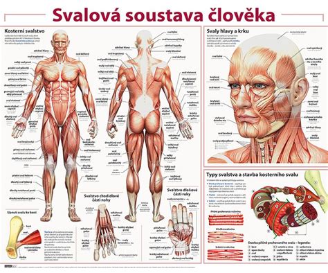 Obraz Svalová soustava člověka Biology Health Medicine