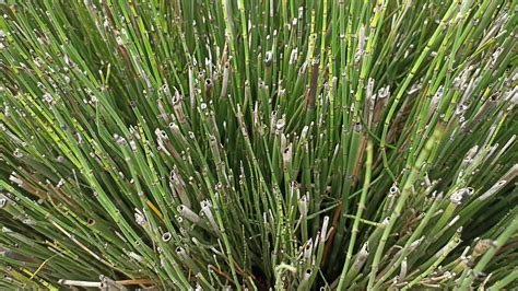 small green bamboo plant  stock video  vecteezy