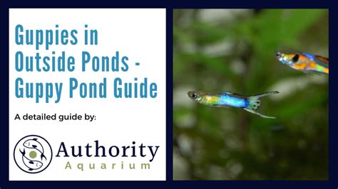 Guppies In Outside Ponds Guppy Pond Guide Coralrealm