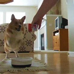 Excited Dog GIF - Find & Share on GIPHY