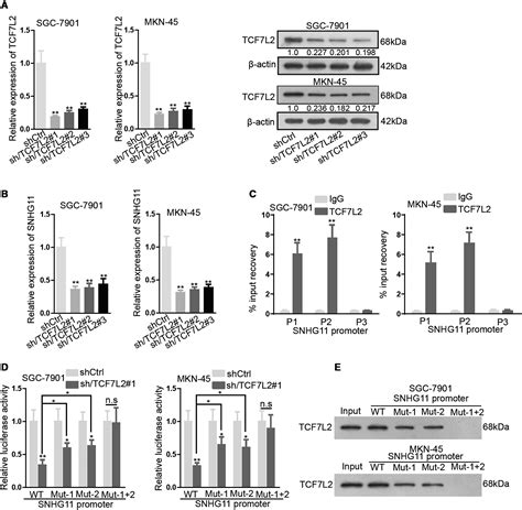 Lncrna Snhg11 Promotes Gastric Cancer Progression By Activating The Wnt