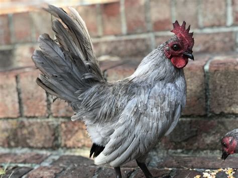 Self Blue Old English Bantam Chicks Lavender Show Bantams