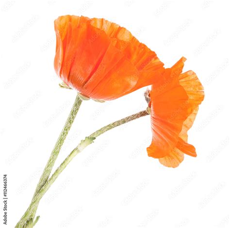 bouquet of orange poppies isolated on white background Stock Photo ...