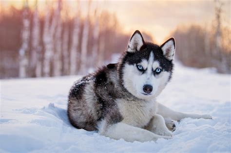 Husky Siberiano Blanco Y Negro Con Ojos Azules Camina En La Nieve En