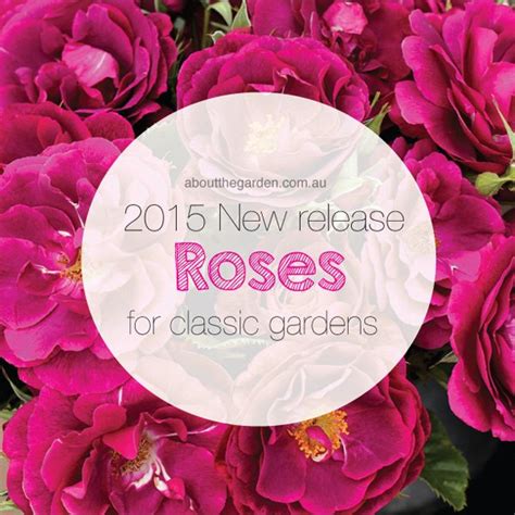 New releases roses from Treloar roses – About The Garden Magazine