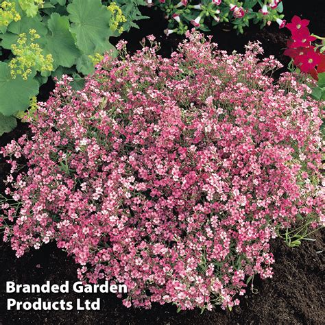 Gypsophila Elegans Rose Kew Flowerhouse Seed Collection Thompson