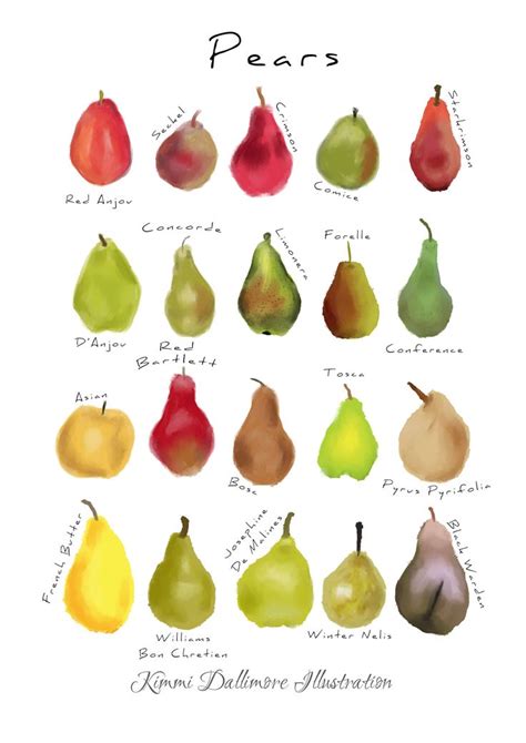 pear illustration art print fruit identification chart kitchen decor