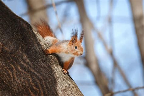 Premium Photo Selective Image Of Red Squirrels Eating Nut On Wooden Stump