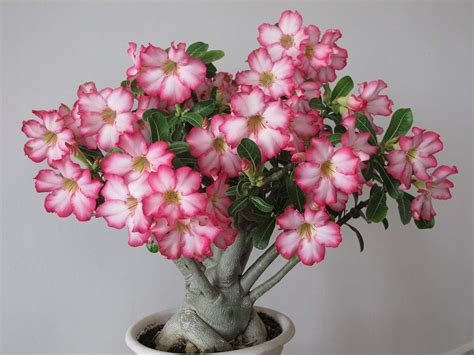 Lankui Rose Du D Sert Adenium Obesum An Roses Amazon Fr Jardin