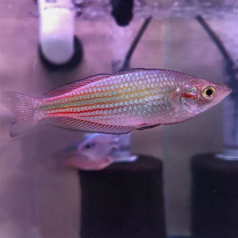 Kamaka Rainbowfish Melanotaenia Kamaka Discus Madness