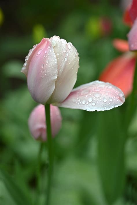 Tulipán Flor Naturaleza Foto gratis en Pixabay Pixabay