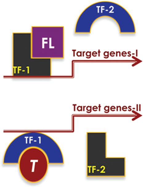 Figure 2 from Role and regulation of β catenin signaling during