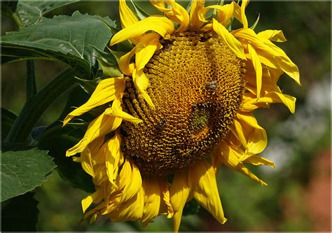 Helianthus annuus - Изображение особи - Плантариум