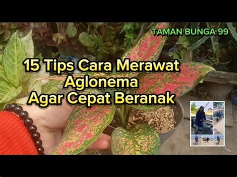 15 Tips Cara Merawat Aglonema Agar Cepat Beranak YouTube